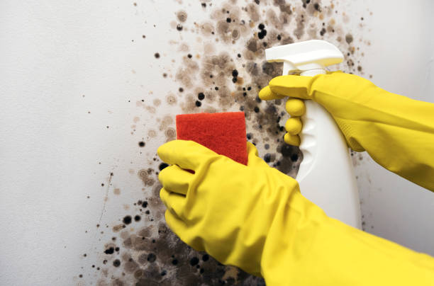 Professional Mold Remediation in University, FL